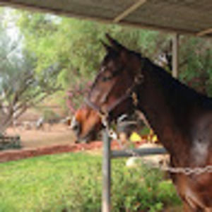 Meet your Posher, Penny